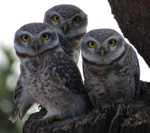 Wildlife Watch-India